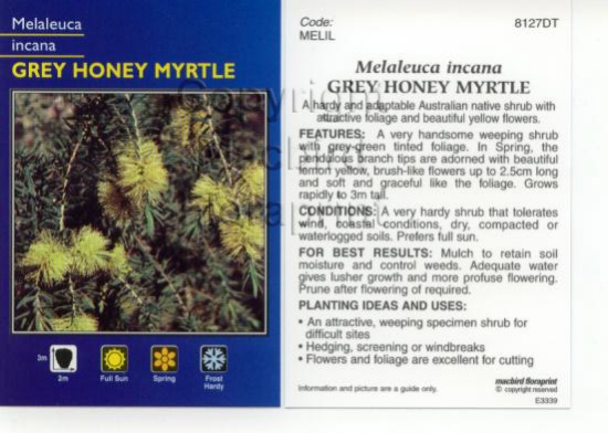 Picture of MELALEUCA INCANA                                                                                                                                      