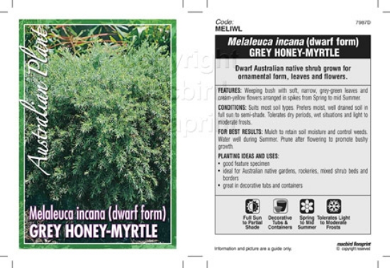 Picture of MELALEUCA INCANA DWARF FORM                                                                                                                           