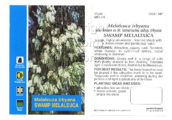 Picture of MELALEUCA IRBYANA                                                                                                                                     
