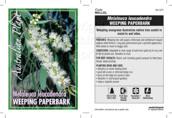 Picture of MELALEUCA LEUCADENDRA WEEP PAPERBARK                                                                                                                  