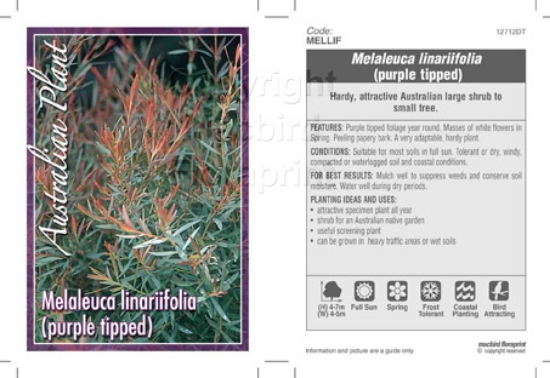 Picture of MELALEUCA LINARIFOLIA PURPLE TIP                                                                                                                      