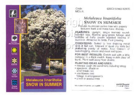 Picture of MELALEUCA LINARIIFOLIA SNOW IN SUMMER                                                                                                                 