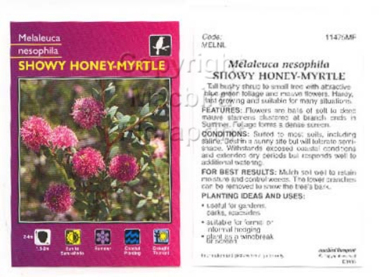 Picture of MELALEUCA NESOPHILA                                                                                                                                   