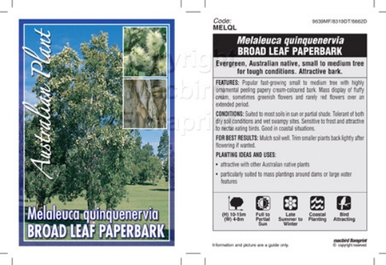 Picture of MELALEUCA QUINQUENERVIA                                                                                                                               