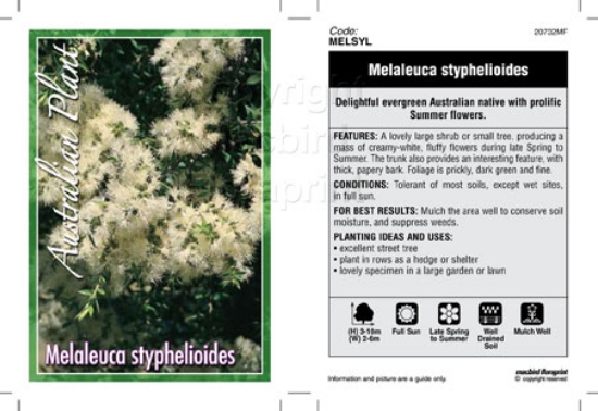 Picture of MELALEUCA STYPHELIOIDES                                                                                                                               