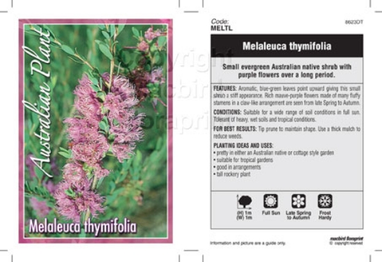 Picture of MELALEUCA THYMIFOLIA                                                                                                                                  
