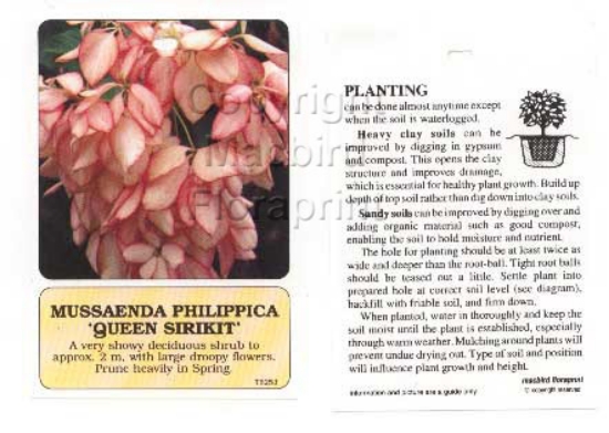 Picture of MUSSAENDA PHILIPPICA QUEEN SIRIKIT                                                                                                                    