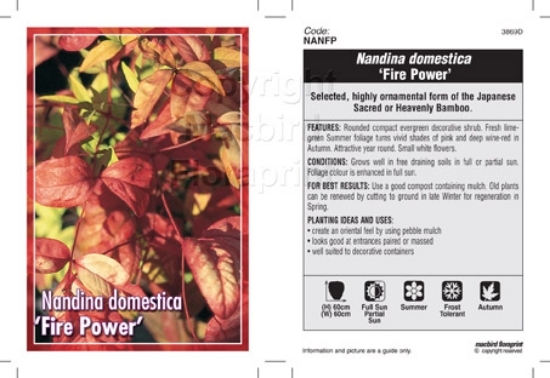Picture of NANDINA DOMESTICA FIRE POWER                                                                                                                          