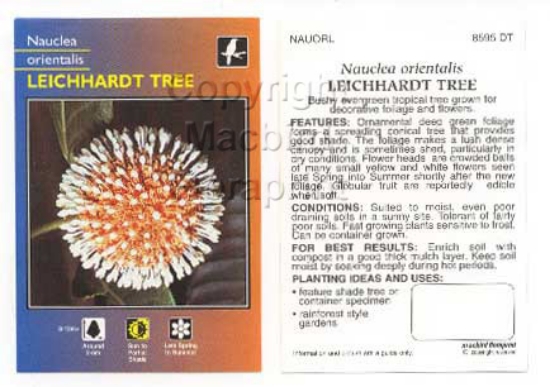 Picture of NAUCLEA ORIENTALIS LEICHHARDT TREE                                                                                                                    