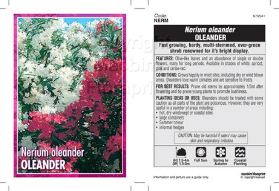 Picture of NERIUM OLEANDER - MIXED PICTURE (UNNAMED VARIETY)                                                                                                     