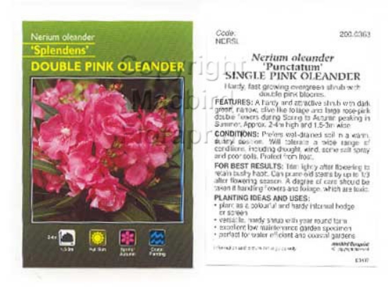 Picture of NERIUM OLEANDER SPLENDENS DOUBLE PINK                                                                                                                 
