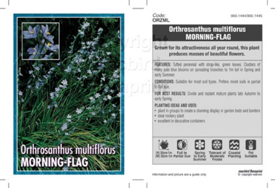 Picture of ORTHROSANTHUS MULTIFLORUS MORNING FLAG                                                                                                                