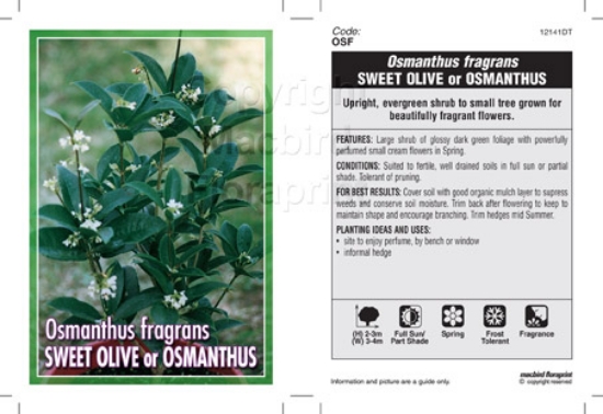 Picture of OSMANTHUS FRAGRANS SWEET OLIVE OR OSMANTHUS                                                                                                           