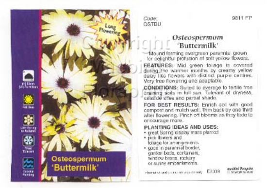 Picture of OSTEOSPERMUM BUTTERMILK                                                                                                                               