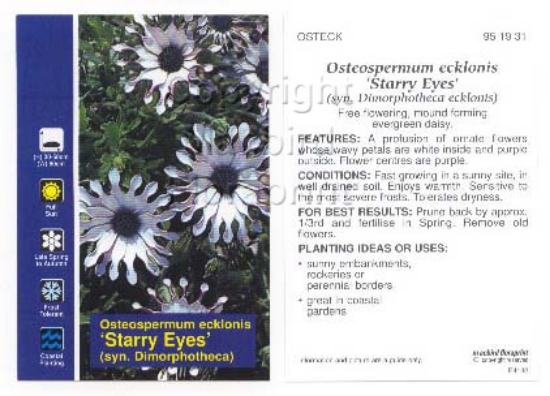 Picture of OSTEOSPERMUM ECKLONIS STARRY EYES WHITE                                                                                                               