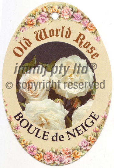 Picture of ROSE BOULE DE NEIGE (OW)                                                                                                                              