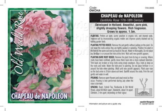 Picture of ROSE CHAPEAU DE NAPOLEON (OW)                                                                                                                         