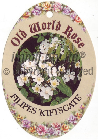 Picture of ROSE FILIPES KIFTSGATE (OW)                                                                                                                           