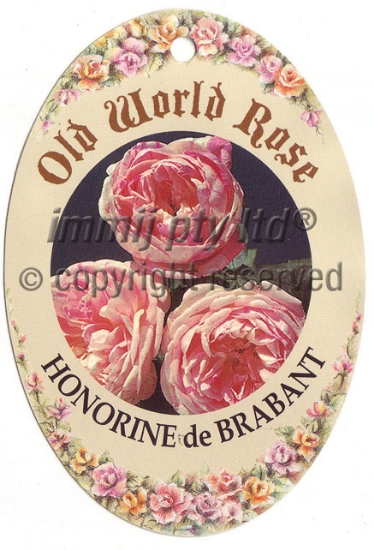 Picture of ROSE HONORINE DE BRABANT (OW)                                                                                                                         