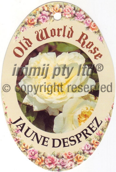 Picture of ROSE JAUNE DESPREZ A FLEURS (OW)                                                                                                                      