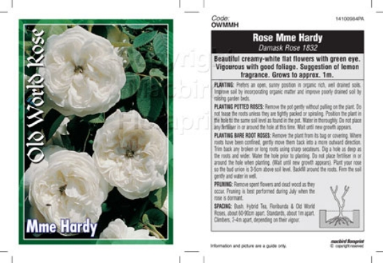 Picture of ROSE MME HARDY (OW)                                                                                                                                   