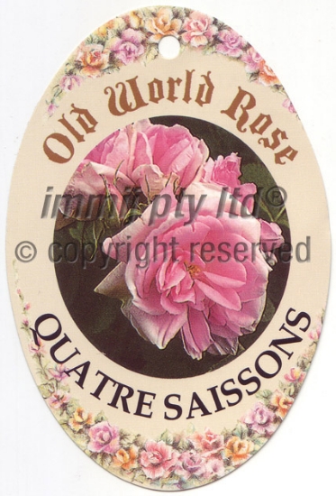 Picture of ROSE QUATRE SAISONS (OW)                                                                                                                              