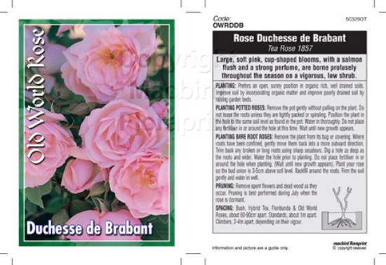 Picture of ROSE DUCHESSE DE BRABANT (OW)                                                                                                                         