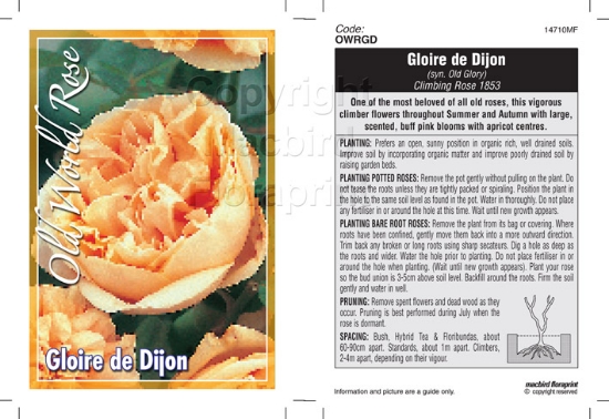 Picture of ROSE GLOIRE DE DIJON (OW)                                                                                                                             
