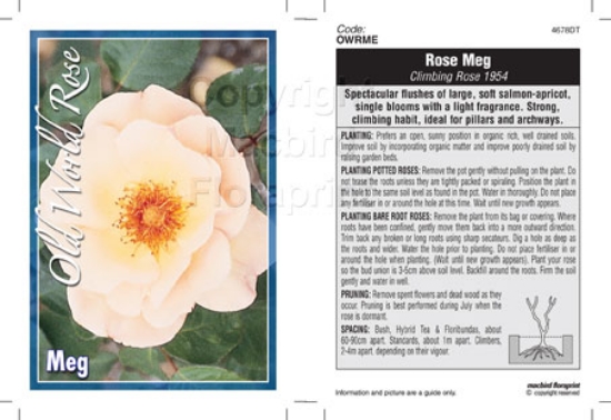 Picture of ROSE MEG (OW)                                                                                                                                         