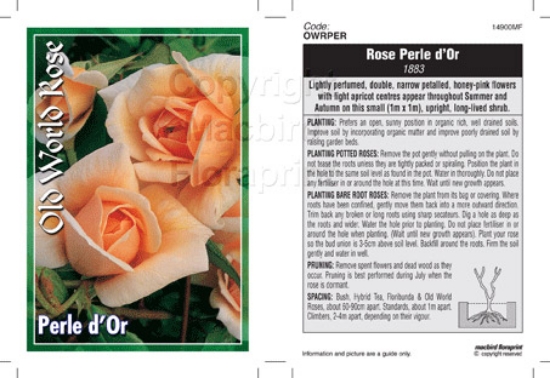 Picture of ROSE PERLE D OR (OW)                                                                                                                                  
