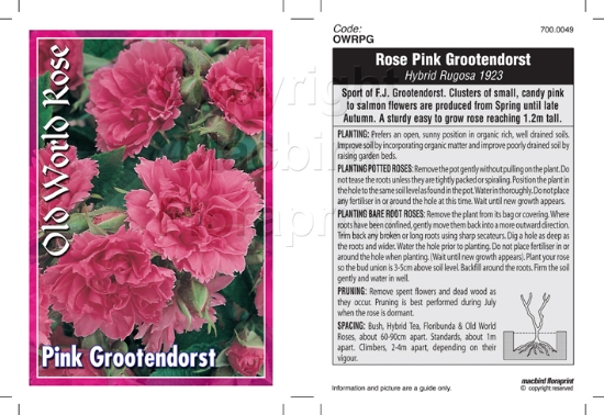 Picture of ROSE PINK GROOTENDORST (OW)                                                                                                                           