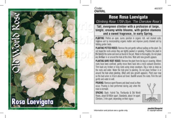 Picture of ROSE ROSA LAEVIGATA CLIMBING (OW)                                                                                                                     