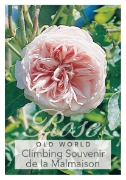Picture of ROSE SOUVENIR DE LA MALMAISON CLIMBING (OW)                                                                                                           