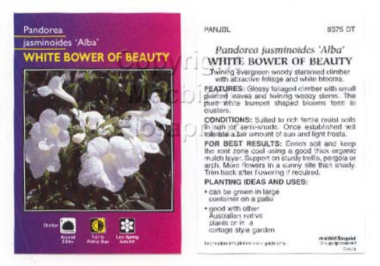 Picture of PANDOREA JASMINOIDES BOWER OF BEAUTY ALBA                                                                                                             