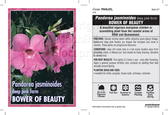 Picture of PANDOREA JASMINOIDES DEEP PINK FORM                                                                                                                   
