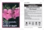 Picture of PANDOREA JASMINOIDES DEEP PINK FORM                                                                                                                   