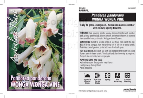 Picture of PANDOREA PANDORANA WONGA WONGA VINE                                                                                                                   