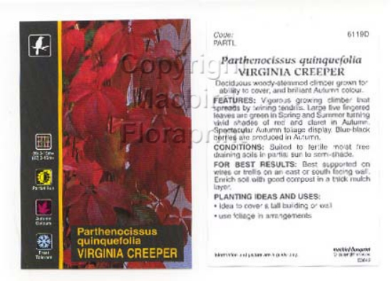 Picture of PARTHENOCISSUS QUINQUEFOLIA VIRGINIA CREEPER                                                                                                          