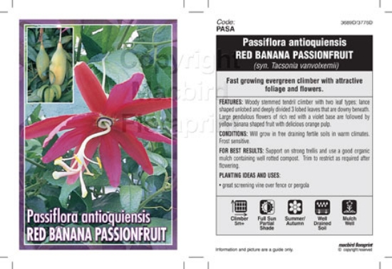 Picture of PASSIFLORA ANTIOQUIENSIS                                                                                                                              