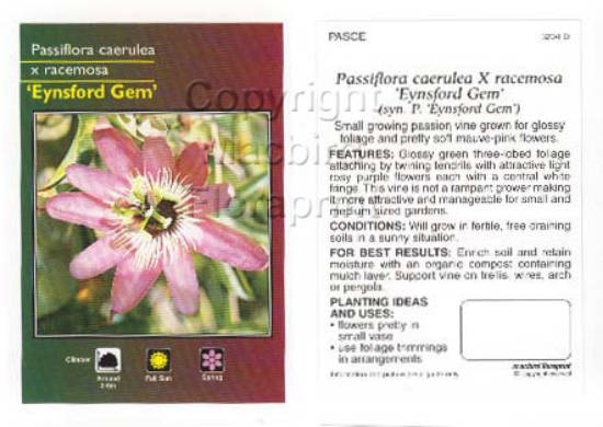 Picture of PASSIFLORA CAERULEA x RACEMOSA EYNSFORD GEM                                                                                                           