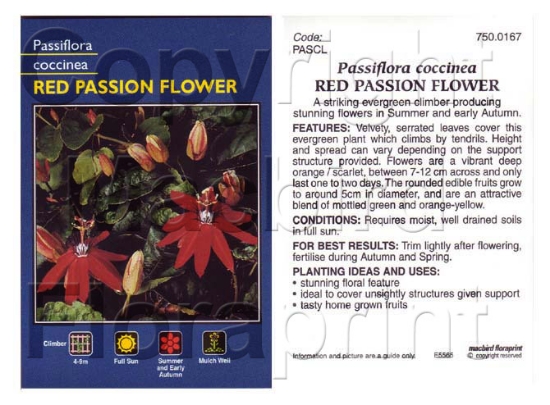 Picture of PASSIFLORA COCCINEA RED PASSION FLOWER                                                                                                                