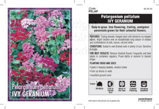 Picture of PELARGONIUM PELTATUM IVY GERANIUM                                                                                                                     