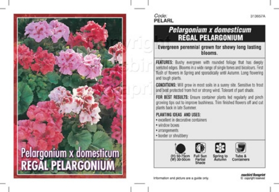 Picture of PELARGONIUM DOMESTICUM REGAL PELARGONIUM                                                                                                              