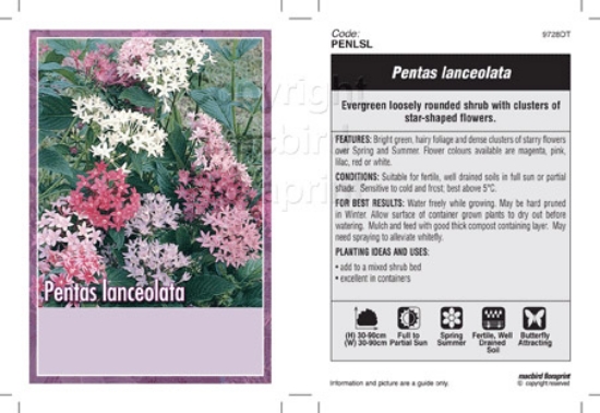 Picture of PENTAS LANCEOLATA                                                                                                                                     
