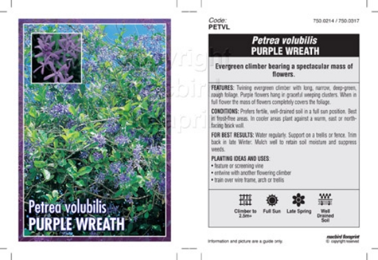 Picture of PETREA VOLUBILIS PURPLE WREATH                                                                                                                        