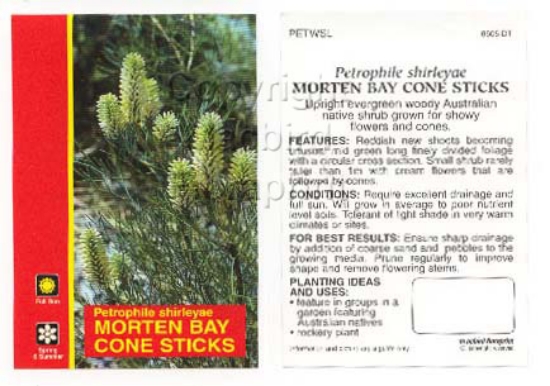 Picture of PETROPHILE SHIRLEYAE MORTEN BAY CONE STICKS                                                                                                           