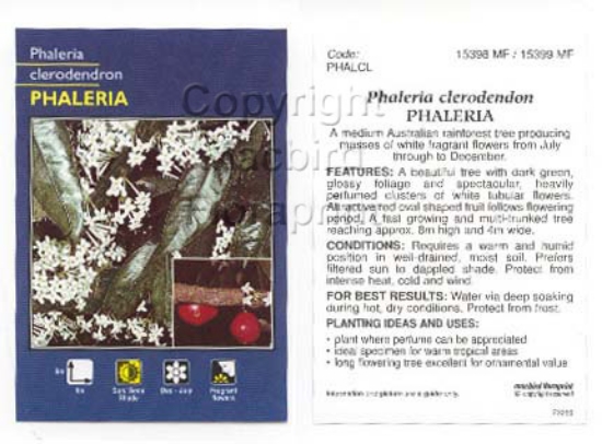 Picture of PHALERIA CLERODENDRON                                                                                                                                 