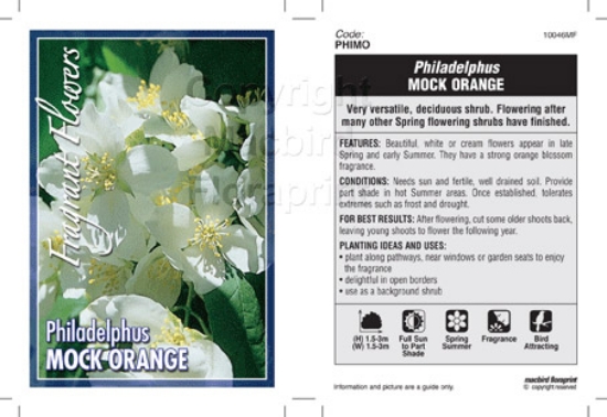 Picture of PHILADELPHUS MOCK ORANGE                                                                                                                              