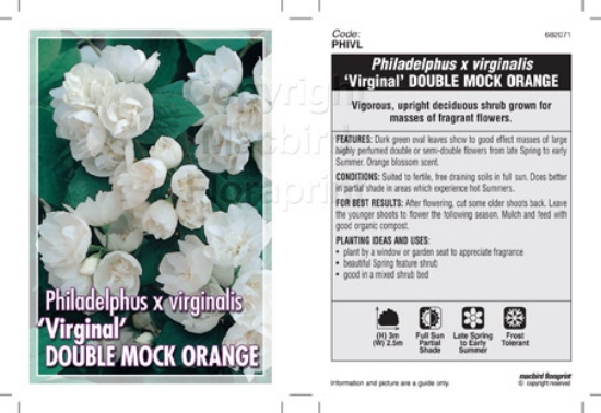 Picture of PHILADELPHUS VIRGINALIS DOUBLE MOCK ORANGE                                                                                                            