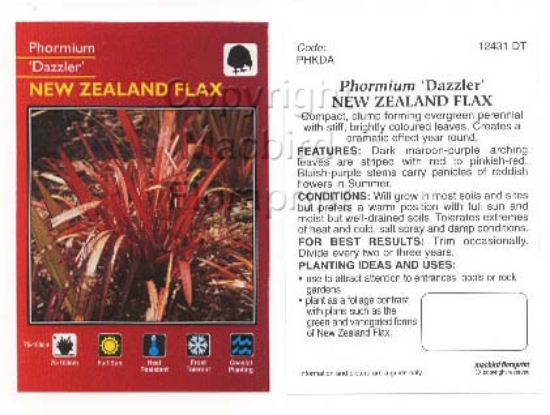 Picture of PHORMIUM DAZZLER                                                                                                                                      